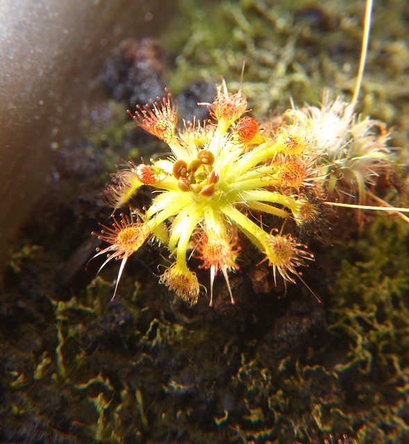 Certaines photos de drosera qui sont sauver de la maladie  cryptogamique  - Page 2 11451705474_3cf064445c_z