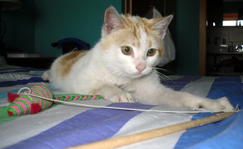 Anito, gato blanco y naranja de ojos miel nacido en Septiembre´13 en adopción. Valencia. ADOPTADO. 11969884693_01b76c68e2