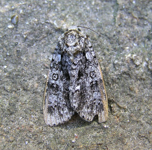 Viminia rumicis ou Acronicta rumicis - Noctuelle de la patience - Knot Grass - 03/06/13