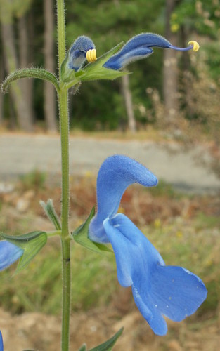 Salvia patens