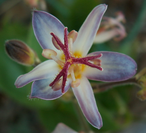 Tricyrtis 'Tojen'