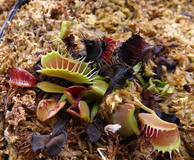 Quelques une de mes dionaea   - Page 2 10965994053_7b953f5b1d_z