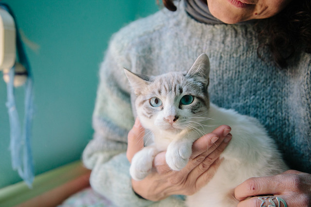 Alaska, gata cruce Ragdoll muy tímida y dulce, nacida en Julio´13 en adopción. Valencia. ADOPTADA. 11569654674_575b736382_z