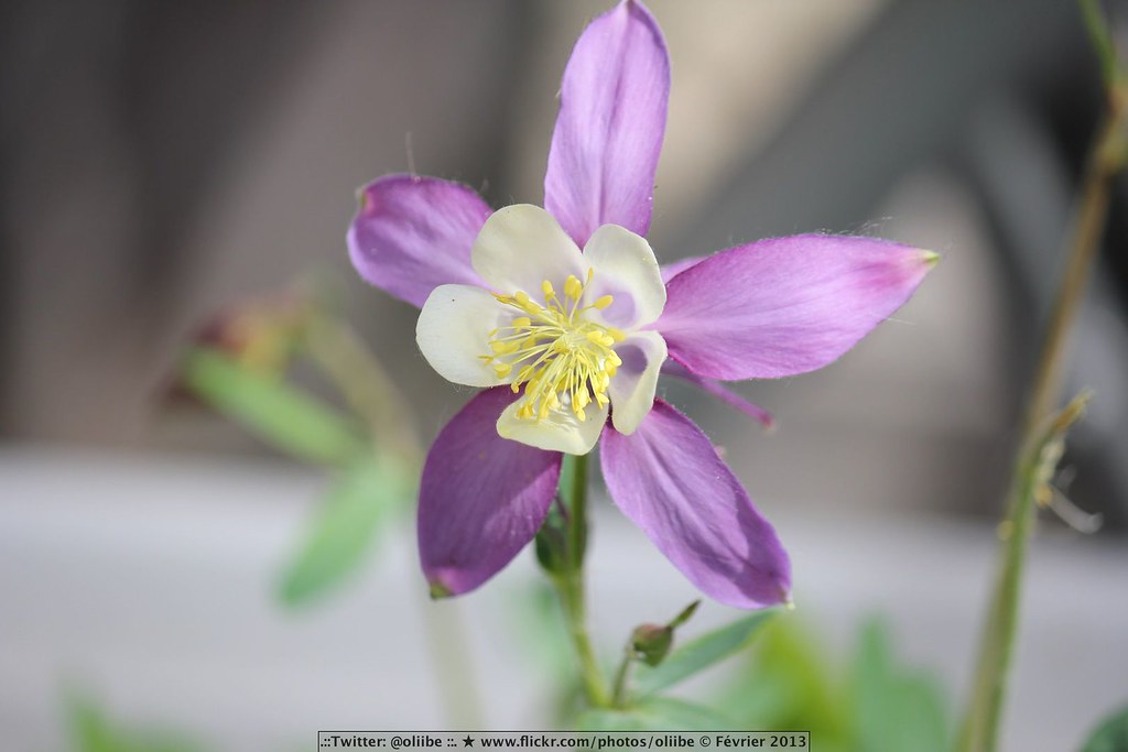 [Photographie] Fleur Juillet 2013 9351690840_25f4f5ff2f_b