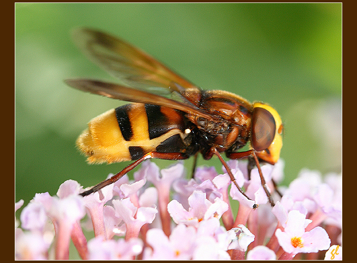 Dans le jardin des Minuscules... 9383882830_8d3d2065b1_o