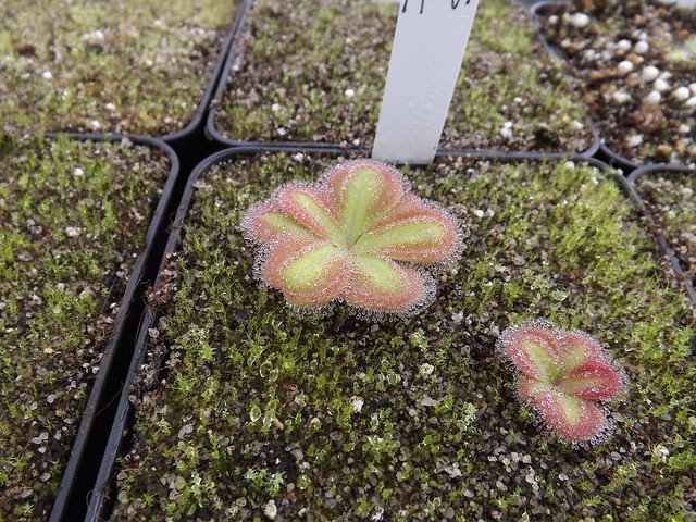 Drosera tubereux   10878110606_82852d78ab_z