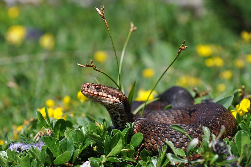 Vipera berus berus in Austria ... 2013 Update ;) - Page 2 9084499691_27fe49a620_c