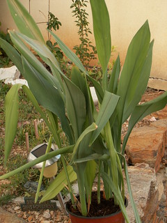 Curcuma alismatifolia