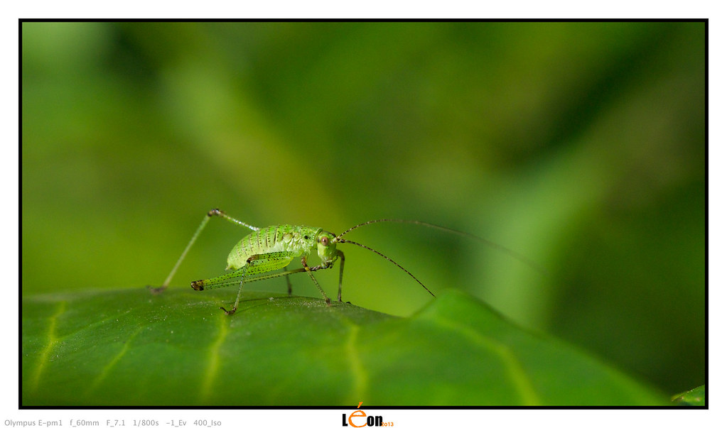 Objectif Macro 35 mm f3.5 9383412581_72a3760dff_b