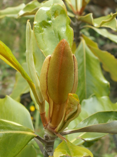 Magnolia grandiflora