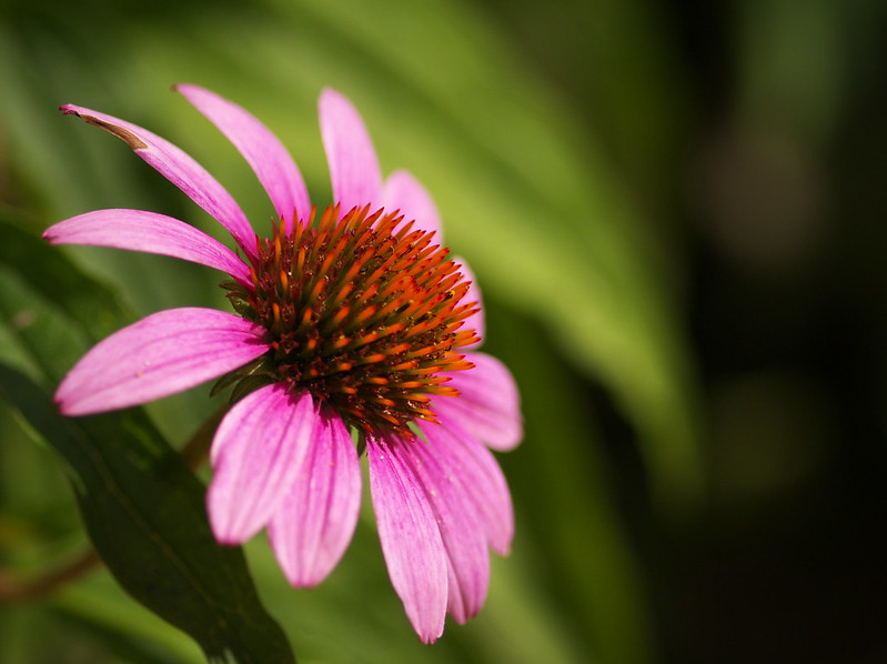 Série de fleurs 9513090228_d7e2a84da2_c