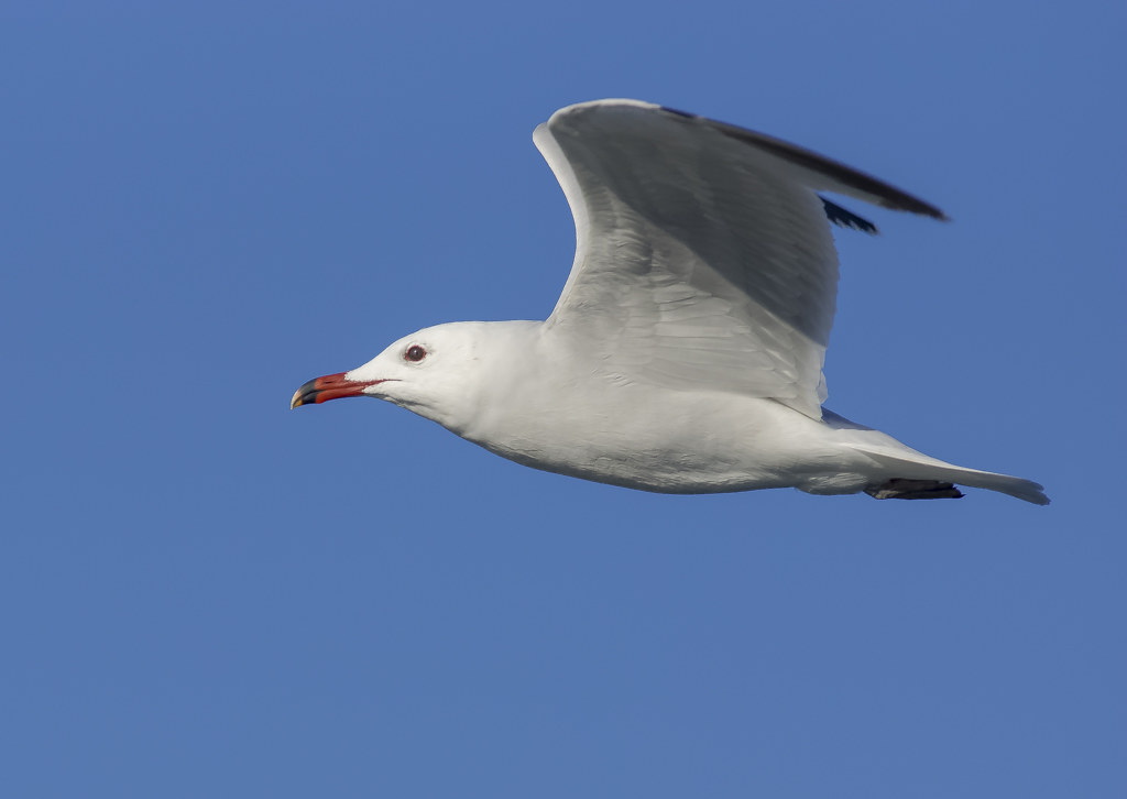 Gaviota de audouin "Ichthyaetus audouinii" 12703505445_45cac31903_b