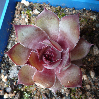 Quelques considrations sur les Sempervivum - Page 2 8898441117_542b514001_n