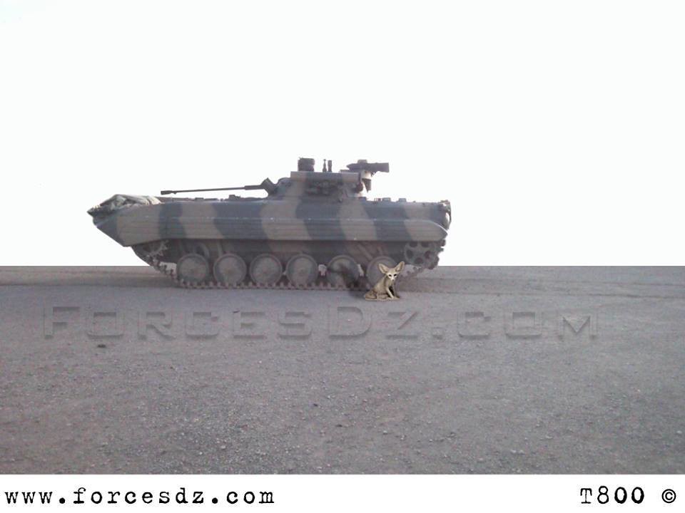 مدرعات القوات البرية الجزائرية [ BMP-2M Berezhok ]  - صفحة 2 33054761592_1c66935b17_b