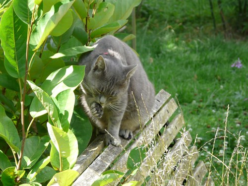 Hermès, 2 ans, superbe chat gris !! - Page 3 2757520270_ee34a886e2