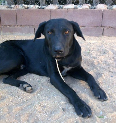 A LA PERRERA! Cachorron x de labrador, urge acogida 2890522576_b39d40ed29