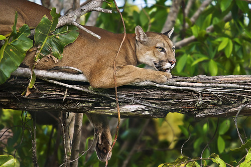 LA faune guyanaise ... 3062056572_020f241fa3