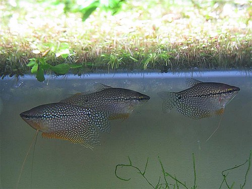 Pearl Gouramis 3000239113_9bf9f41dc2