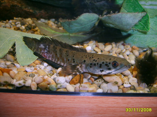 Nelly's Channa-ornatipinnis<ornate snakehead 3071651637_b6686a749e