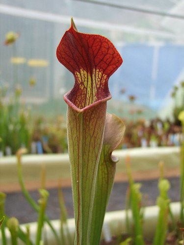 Sarracenia et dionaea pour une fois... 5747585598_70ef093a3f