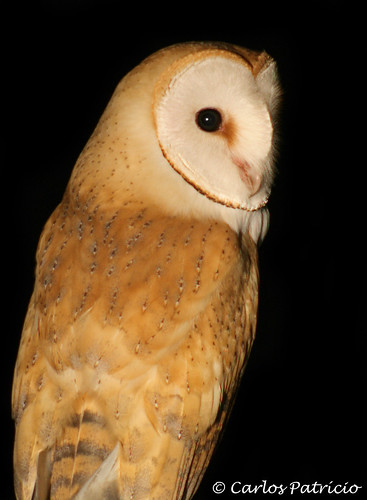 Tyto alba (Digiscoping noctuno) 2881812277_29f7a3271e