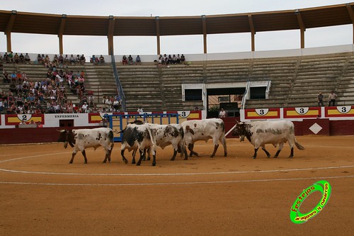 Ejea de los Caballeros (Zaragoza) Desencajonada de los toros del concurso ganaderia Alfredo Iñiguez 3678209430_7e71278fe1