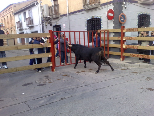 Castejon (Navarra) ganado de Pascual - Nechita de Castejon 3072236572_43b9b5b945