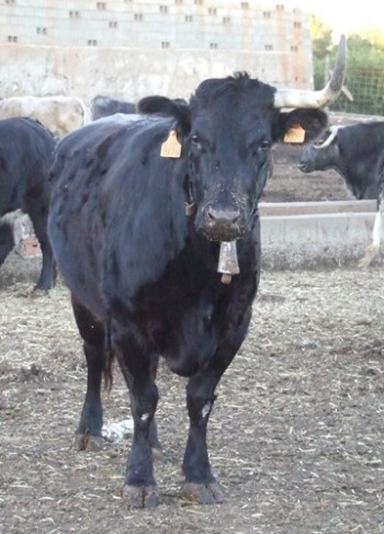 OTRA BUENA VACA(FOTO SACADA DE TOROS Y VACAS.COM) 3059675286_2cc22116f6_o