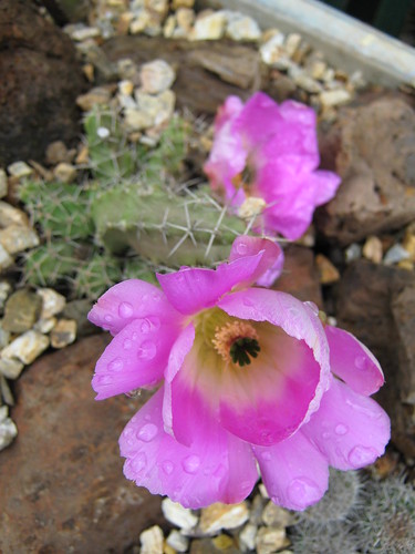 spring cacti flowers - Page 7 2960619196_39fd1f1ba0