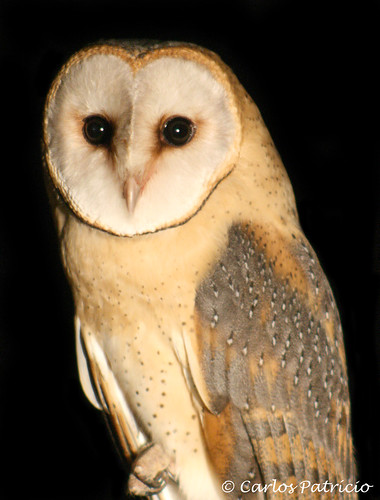 Tyto alba (Digiscoping noctuno) 2875334420_9862a73cc2