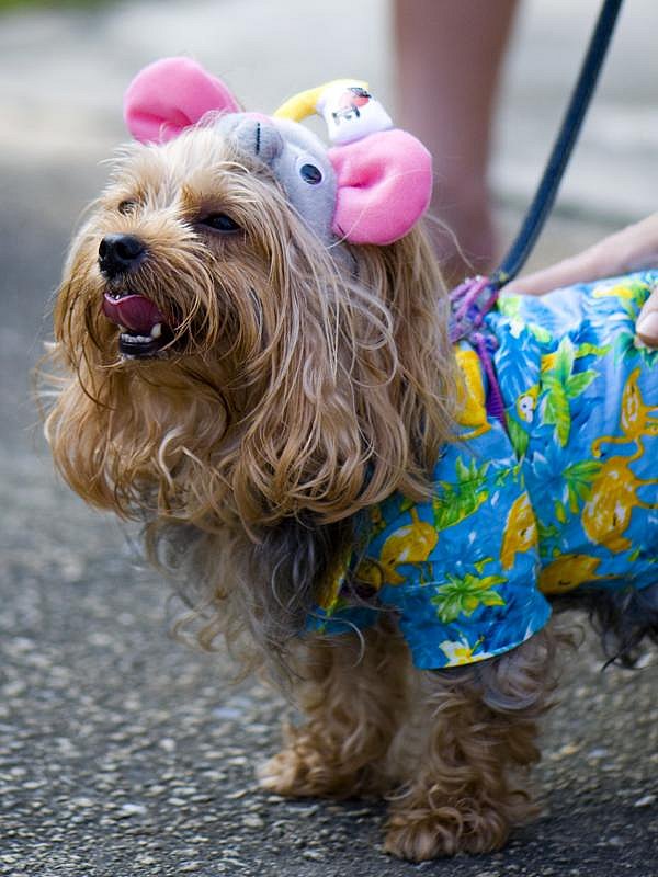 Responsible Dog Ownership Day @ Central Park - My take 2958949200_4980724b49_o