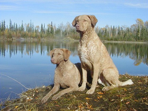 Chesapeake bay retriever 2312302434_7b71655351