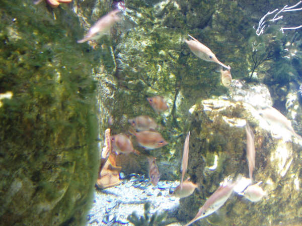 [visite]L'aquarium de La Rochelle 2917625149_239cc107d4_o