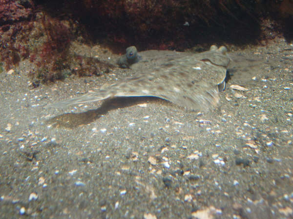 [visite]L'aquarium de La Rochelle 2918471516_a8cf7e504c_o