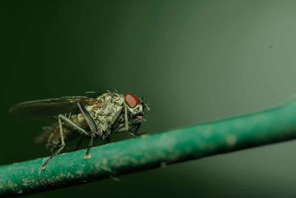 Macrophotographie Giuntini Jérôme - Page 9 2757856224_524d70b156_b