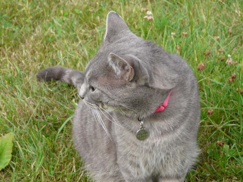 Hermès, 2 ans, superbe chat gris !! - Page 3 2660931197_fee255f7ae_o