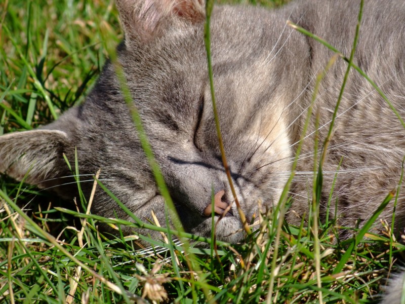 Hermès, 2 ans, superbe chat gris !! - Page 3 2667583083_1d0d42ea77_o