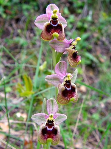 Ophrys tenthredinifera subsp. ficalhoana  2506029955_4ab71200a9