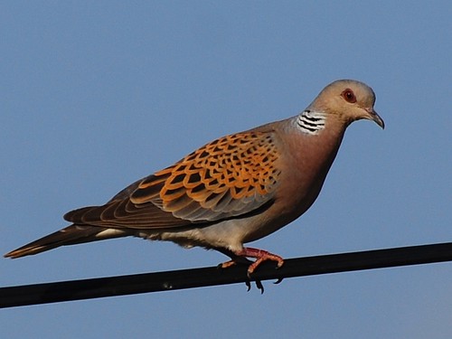 TORTORA EUROPEA (Streptopelia turtur) 2696176868_b283a624e0