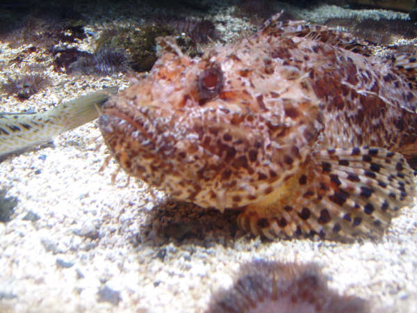 [visite]L'aquarium de La Rochelle 2917624819_2f988de527_o