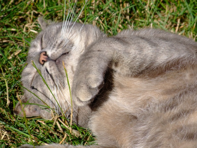 Hermès, 2 ans, superbe chat gris !! - Page 3 2667581317_224393c2ba_o