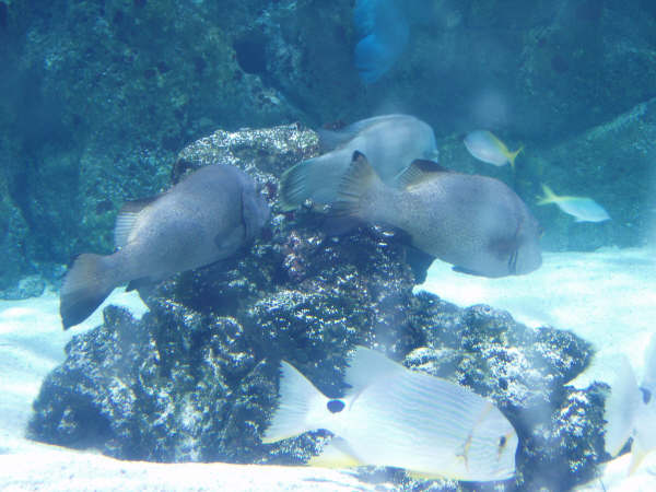 [visite]L'aquarium de La Rochelle 2918475158_163158c3bb_o