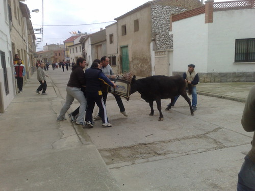 Villafranca de Ebro 8 - 12 - 08 Ganaderia de Ivan Lopez 3098904440_c0af2ebce4