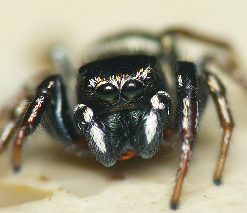 quelques araignées chasseuse  2852846693_bafae4a67b