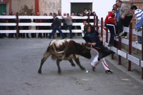 Pradilla de Ebro 18 - 01-2009 ganaderia de Jose Luis Cuartero 3210137438_8e79dbd6c1