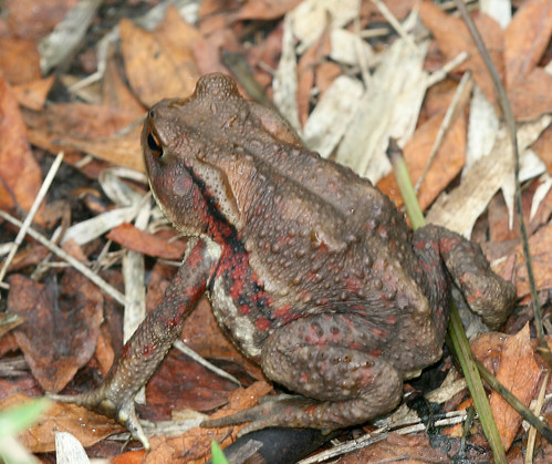 Bufo japonicus 3234560623_d3b6e27f14