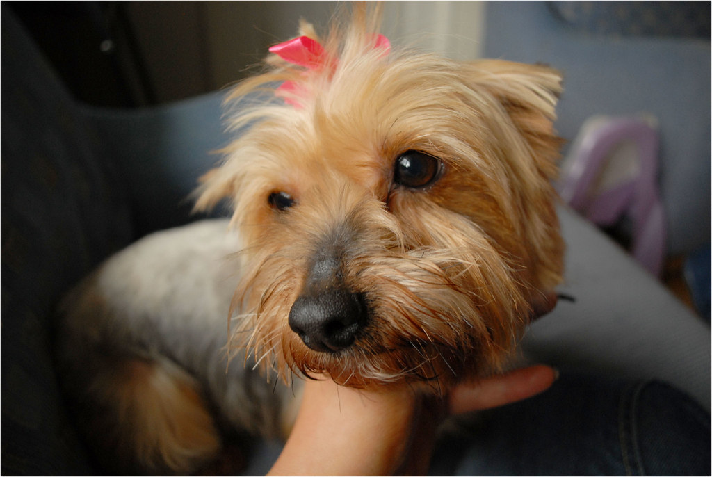 Dollie, yorkie female - 4 years old *rehomed* 3118278061_80ffd491d2_b