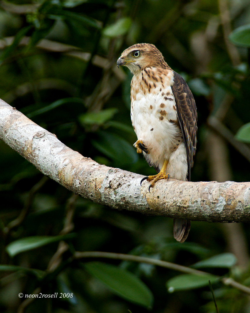 Crested Goshawk - Accipiter trivirgatus เหยี่ยวนกเขาหงอน  3132461757_741aa13b71_o