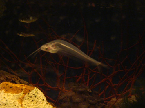 ╣ سمكة ≈╠Glass Catfish╣≈ خيالية ╠...  2554641573_1e8ff347e5