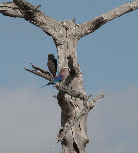 Falconiformes. sub Falconidae - sub fam Falconinae - gênero Falco - Página 2 2935038068_c9fd6f76f4